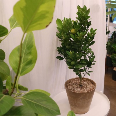 생귤탱귤 유주나무 중형 - 저면관수 화분 9color