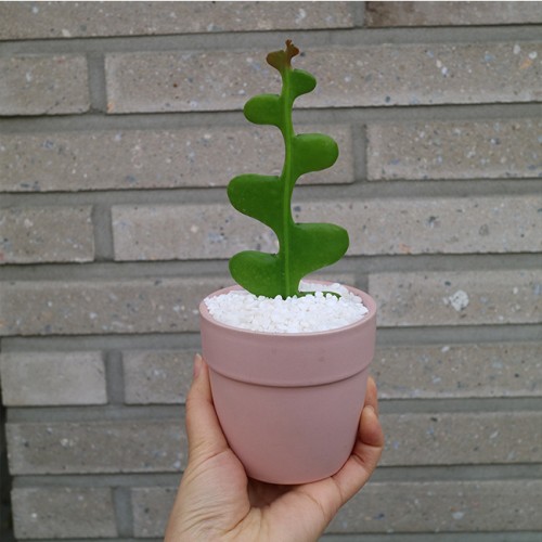 테이블사이즈 생선뼈 선인장 - 세라믹 5color