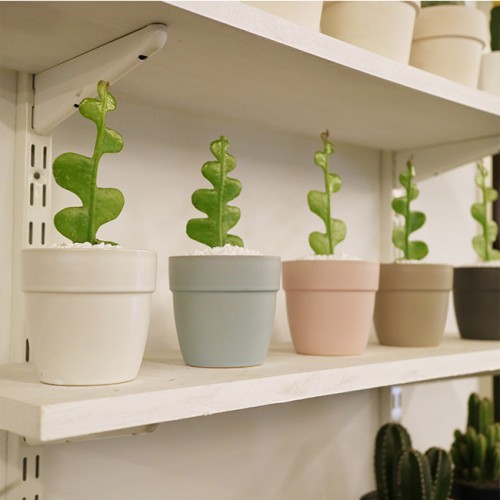 테이블사이즈 생선뼈 선인장 - 세라믹 5color