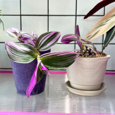 알록달록 컬러플분XS에 담긴 퍼플 패턴잎 삼색달개비