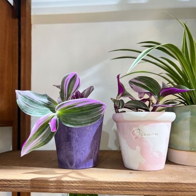 알록달록 컬러플분XS에 담긴 퍼플 패턴잎 삼색달개비