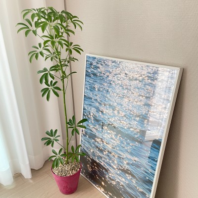 키우기 쉬운 인테리어식물 중대형 쉐프렐라 - 저면관수화분 9COLOR