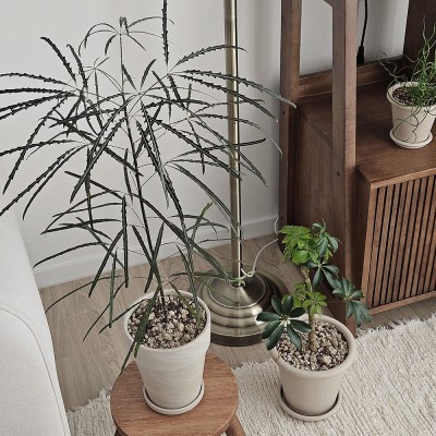 아라리아 아랄리아 중형 감성화분