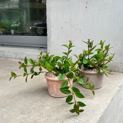 아몬드를 닮은 귀여운 잎을 가진 공기정화 식물 아몬드페페 - 토분 2color