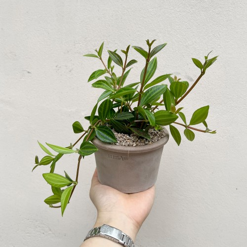 아몬드를 닮은 귀여운 잎을 가진 공기정화 식물 아몬드페페 - 토분 2color