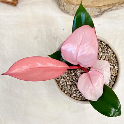 꽃이 없어도 여어쁜 여러해살이 핑크 필로덴드론 - 토분 3color