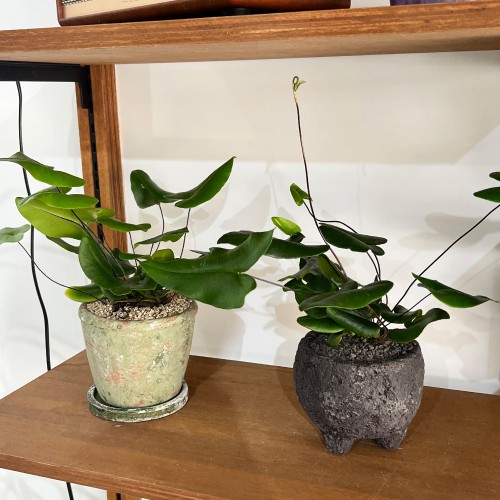 귀여운 하트잎을 가진 공기정화 식물 하트펀 고사리 - 화분 2type