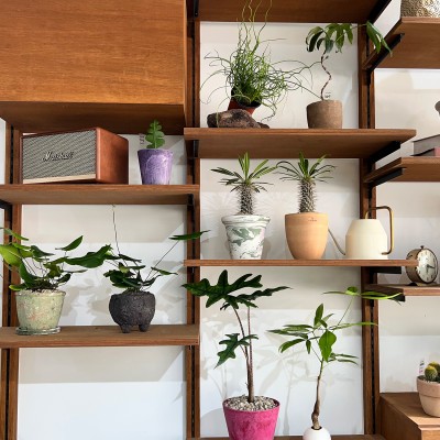 귀여운 하트잎을 가진 공기정화 식물 하트펀 고사리 - 화분 2type