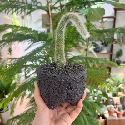 위트있는 수형 키우기 쉬운 반려식물 여우꼬리 선인장 - 블랙스톤M