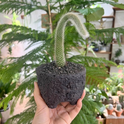 위트있는 수형 키우기 쉬운 반려식물 여우꼬리 선인장 - 블랙스톤M