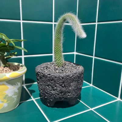 위트있는 수형 키우기 쉬운 반려식물 여우꼬리 선인장 - 블랙스톤M