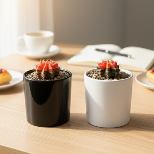 짐노금 선인장 국내실생 다육이 반려식물 식물인테리어 플랜테리어 식집사 공기정화