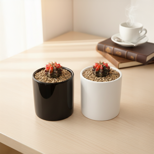 짐노금 선인장 국내실생 다육이 반려식물 식물인테리어 플랜테리어 식집사 공기정화