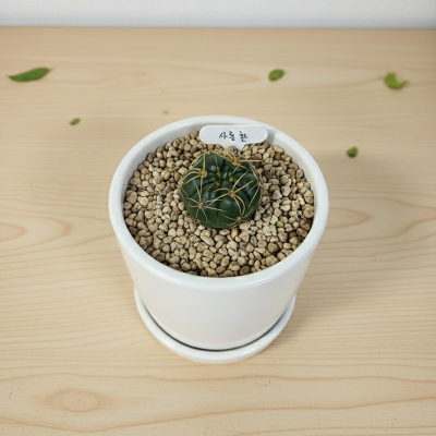 사룡환 선인장 국내실생 다육이 반려식물 식물인테리어 플랜테리어 식집사 공기정화