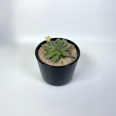 마리아금 다육식물 국내실생  식물인테리어 플랜테리어 식집사 공기정화