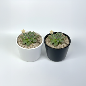 마리아금 다육식물 국내실생  식물인테리어 플랜테리어 식집사 공기정화