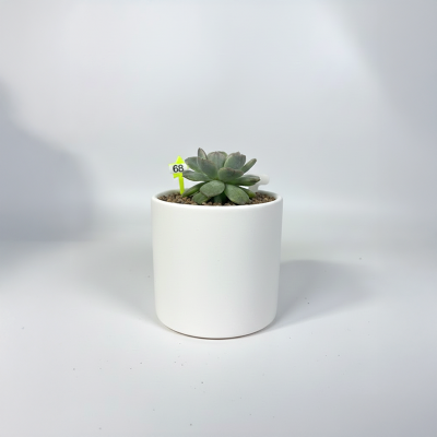 모나코금 다육식물 국내실생  식물인테리어 플랜테리어 식집사 공기정화