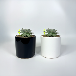 모나코금 다육식물 국내실생  식물인테리어 플랜테리어 식집사 공기정화