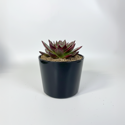 아카이썬글래머금 다육식물 국내실생  식물인테리어 플랜테리어 식집사 공기정화