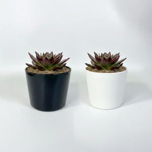 아카이썬글래머금 다육식물 국내실생  식물인테리어 플랜테리어 식집사 공기정화