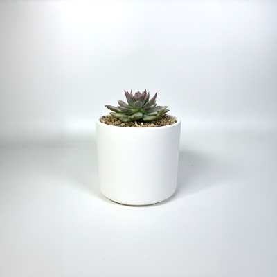 블루진마리아금 다육식물 국내실생  식물인테리어 플랜테리어 식집사 공기정화