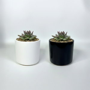 블루진마리아금 다육식물 국내실생  식물인테리어 플랜테리어 식집사 공기정화