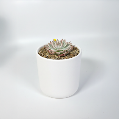 치와와금 다육식물 국내실생  식물인테리어 플랜테리어 식집사 공기정화