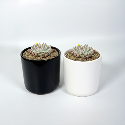 치와와금 다육식물 국내실생  식물인테리어 플랜테리어 식집사 공기정화