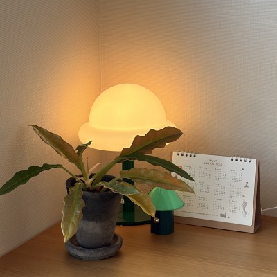 필로덴드론 링오브파이어 골드 희귀 관엽식물 플렌테리어 인테리어 재물 황금빛 공기정화식물