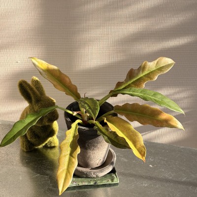 필로덴드론 링오브파이어 골드 희귀 관엽식물 플렌테리어 인테리어 재물 황금빛 공기정화식물