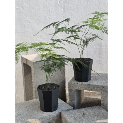 아스파라거스 나누스 생분해플라스틱 화분