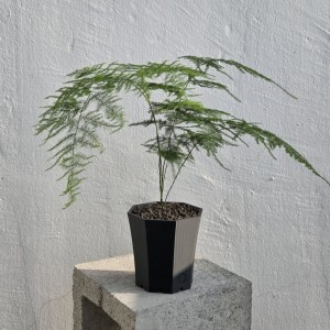 아스파라거스 나누스 생분해플라스틱 화분