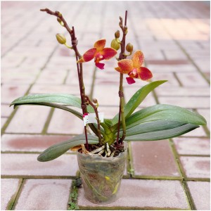 골드비비안 호접란