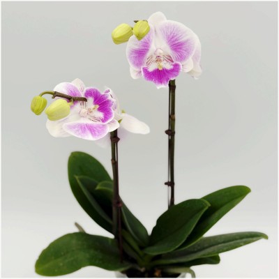 스프링댄스 호접란