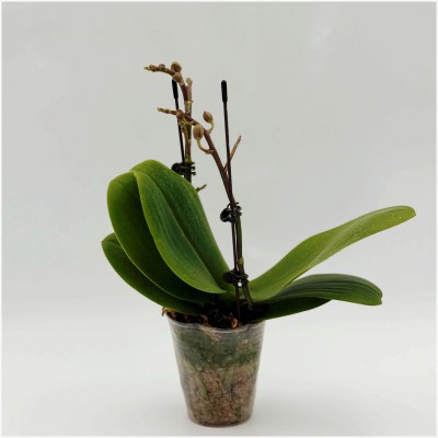 레드와인 호접란