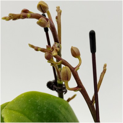 레드와인 호접란