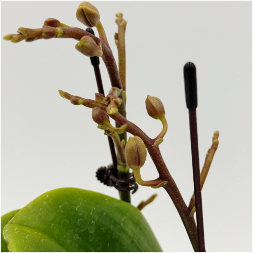 레드와인 호접란