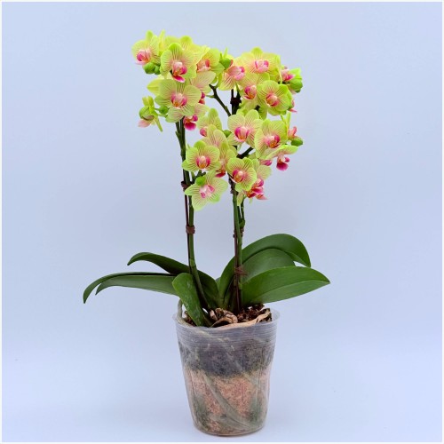 라임 키스 호접란