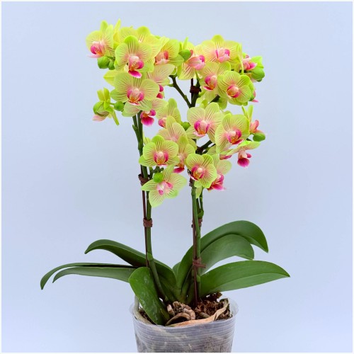 라임 키스 호접란