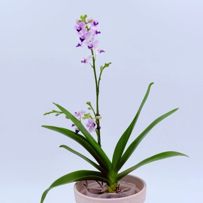 블루 사파이어 호접란