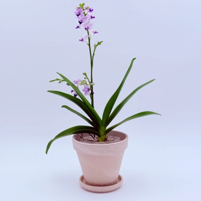 블루 사파이어 호접란