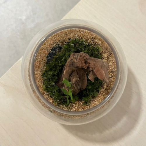 공감각 감성 이끼 테라리움 KIT