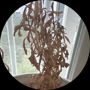 살아나라식물식물